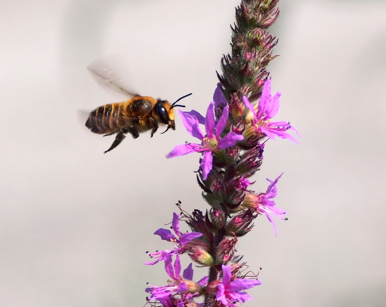 Megachile sp.